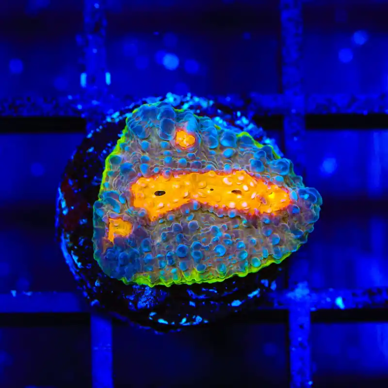 TSA Freaky Friday Chalice Coral - TSA Coral
