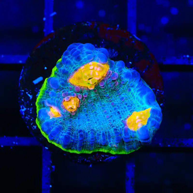 TSA Galaxy Quest Chalice Coral - TSA Coral