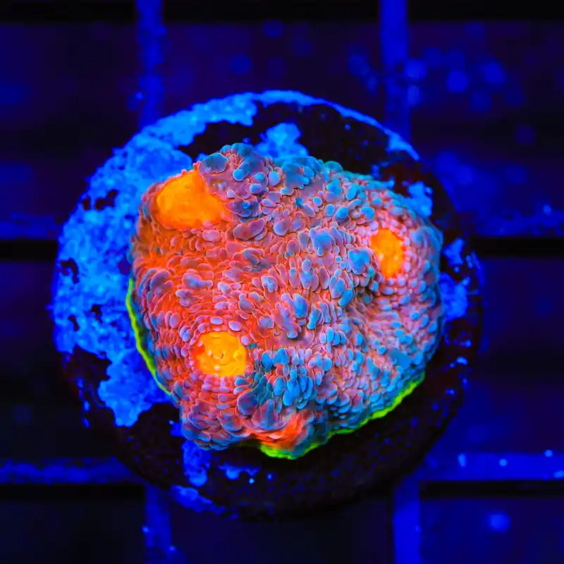 JF Crazy Fox Chalice Coral - TSA Coral