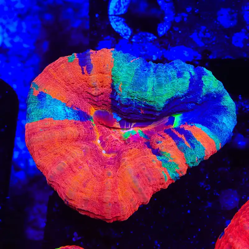 Master Scolymia Coral - TSA Coral