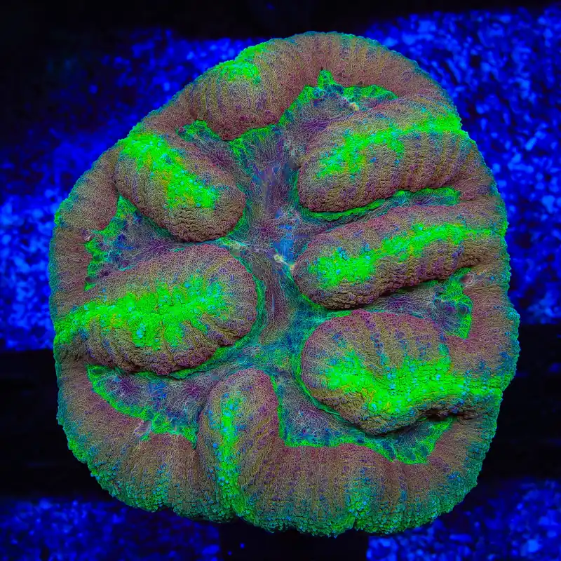 Rainbow Lobophyllia Coral - TSA Coral