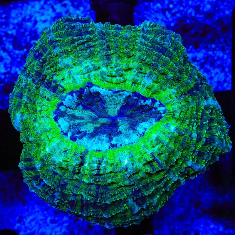Ultra Acanthophyllia Coral - TSA Coral