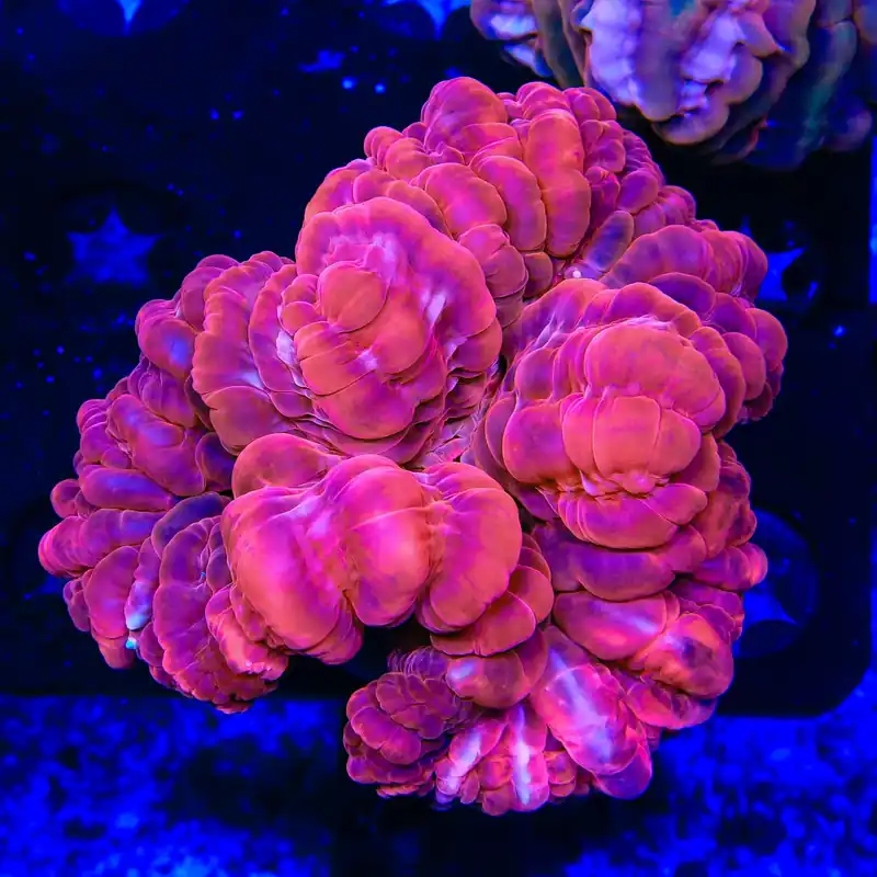Ultra Red Cynarina Coral - TSA Coral