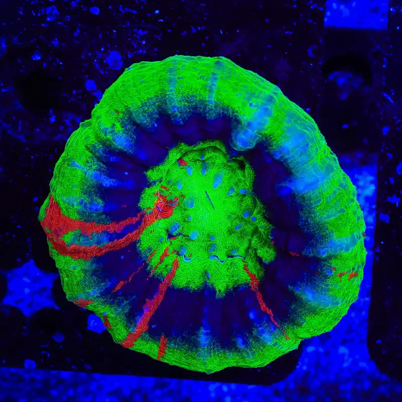Master Scolymia Coral - TSA Coral