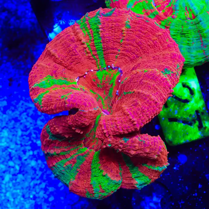 Reverse Bleeding Apple Scolymia Coral - TSA Coral
