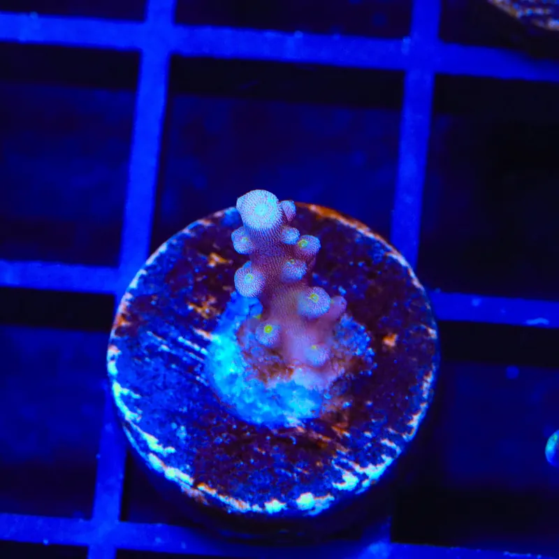 RR Firecracker Acropora Coral - TSA Coral