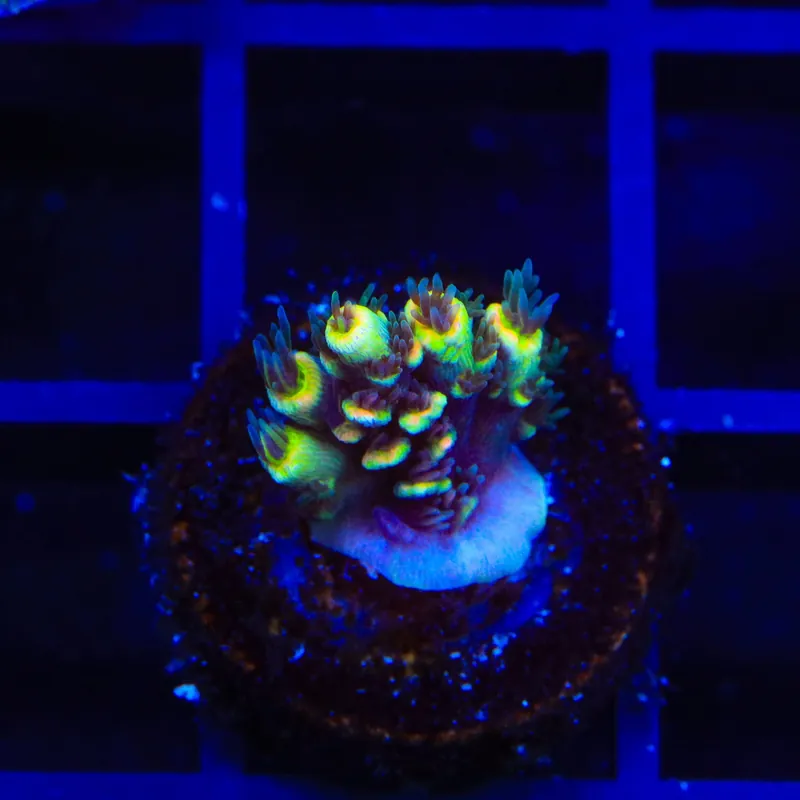 BkChem Froot Loops Acropora Coral - TSA Coral