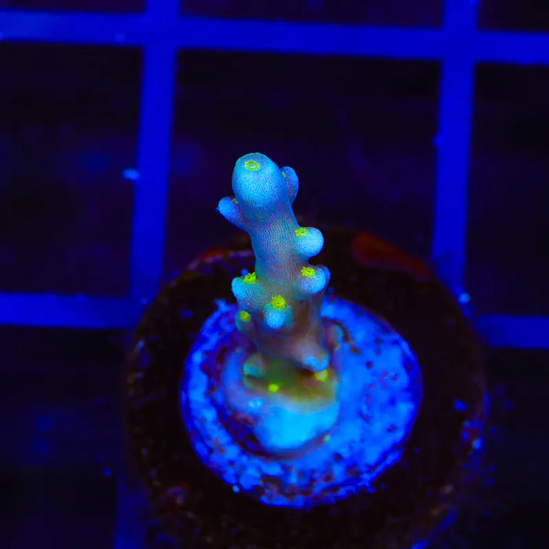 RR Firecracker Acropora Coral - TSA Coral