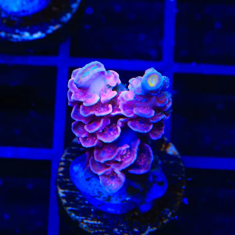 TSA Pink Pony Club Acropora Coral - TSA Coral