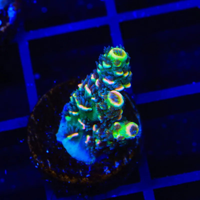 BkChem Froot Loops Acropora Coral - TSA Coral