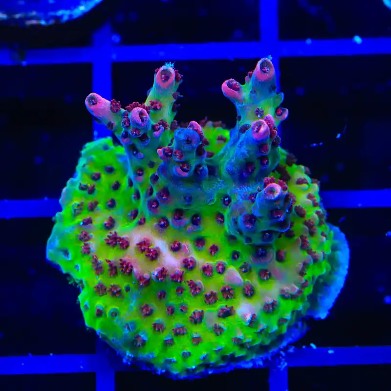 TSA Optimus Prime Acropora Coral - TSA Coral