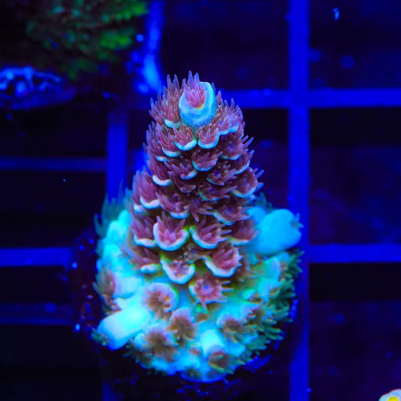 TSA Bubbleyum Tenuis Acropora Coral - TSA Coral