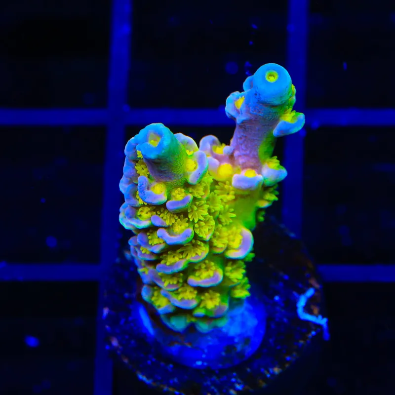 Walt Disney Tenuis Acropora XL Frag Coral - TSA Coral