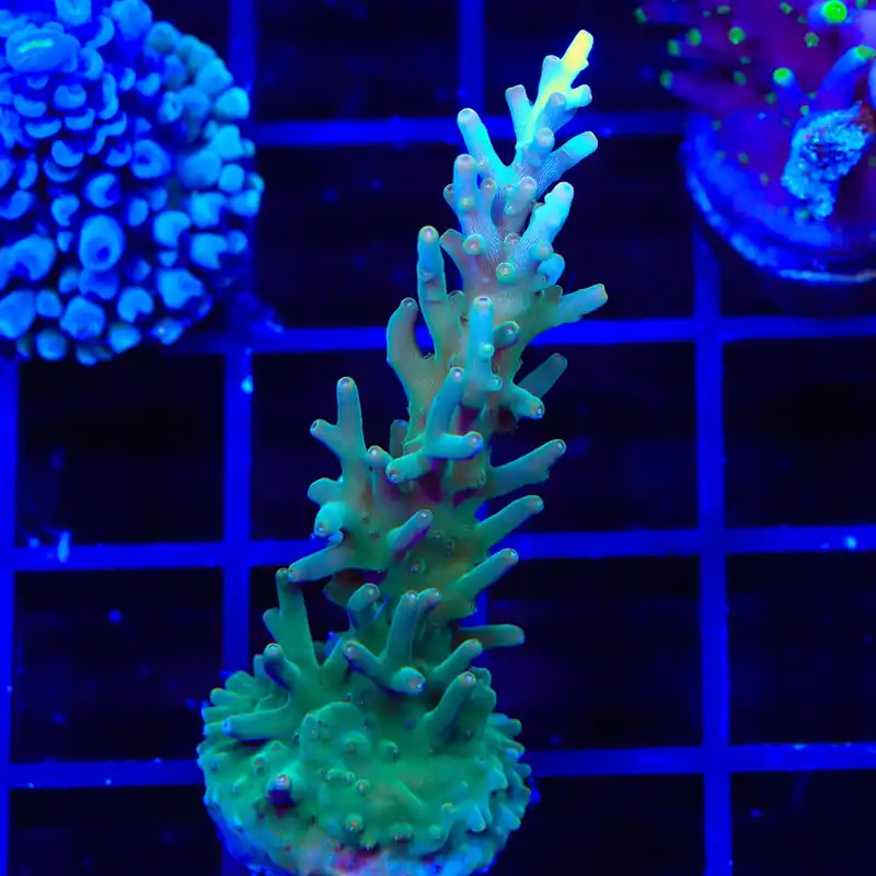 TSA GI Dragon Acropora Coral - TSA Coral