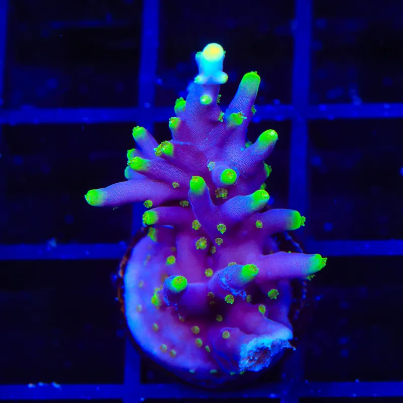 TSA The Riddler Dragon Acropora Coral - TSA Coral
