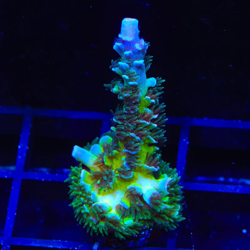 TSA Mystique Acropora XL Frag Coral - TSA Coral