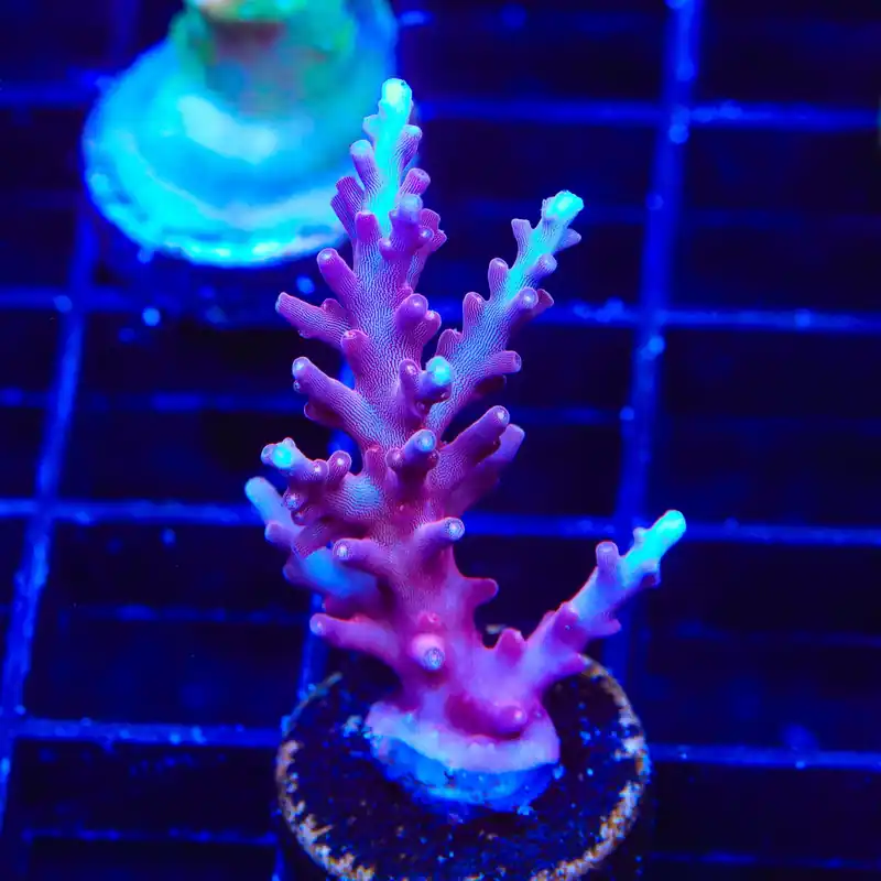 OG Red Dragon Acropora XL Frag Coral - TSA Coral