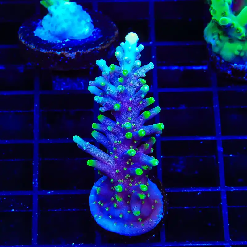 Pacman Dragon Acropora XL Frag Coral - TSA Coral