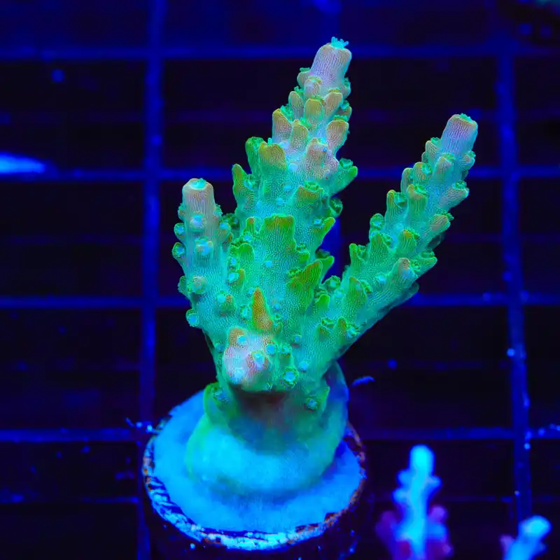 TGC Orange Creamsicle Acropora XL Frag Coral - TSA Coral
