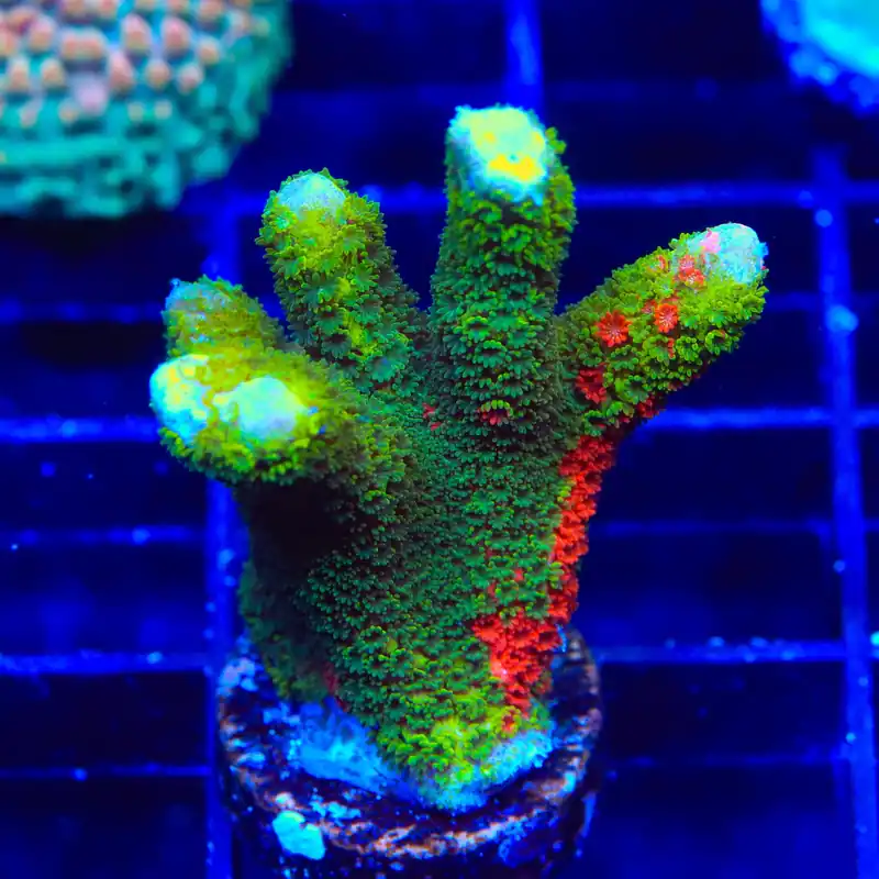 Contraband Montipora Digitata XL Frag Coral - TSA Coral