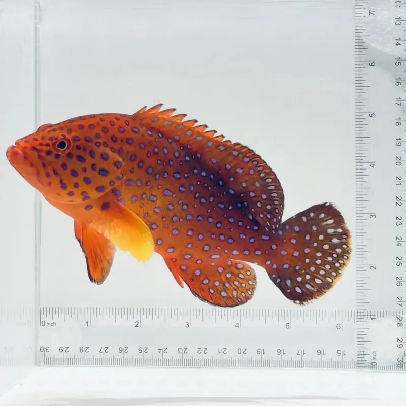 Miniatus Grouper Fish - TSA Fish