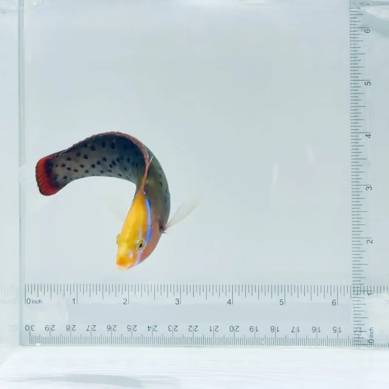 Formosa Wrasse - TSA Fish
