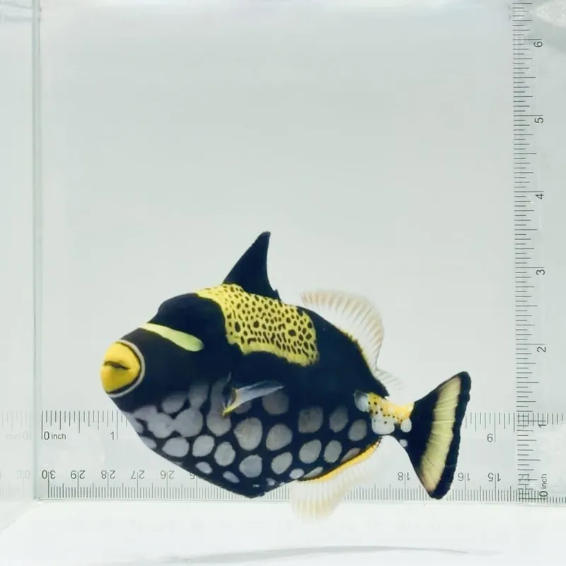 Clown Triggerfish - TSA Fish