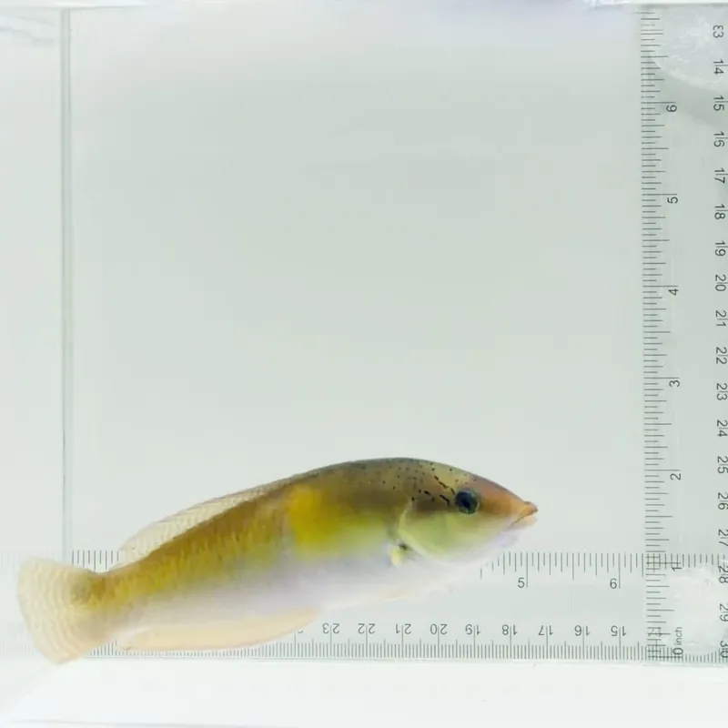 Neon Wrasse - TSA Fish