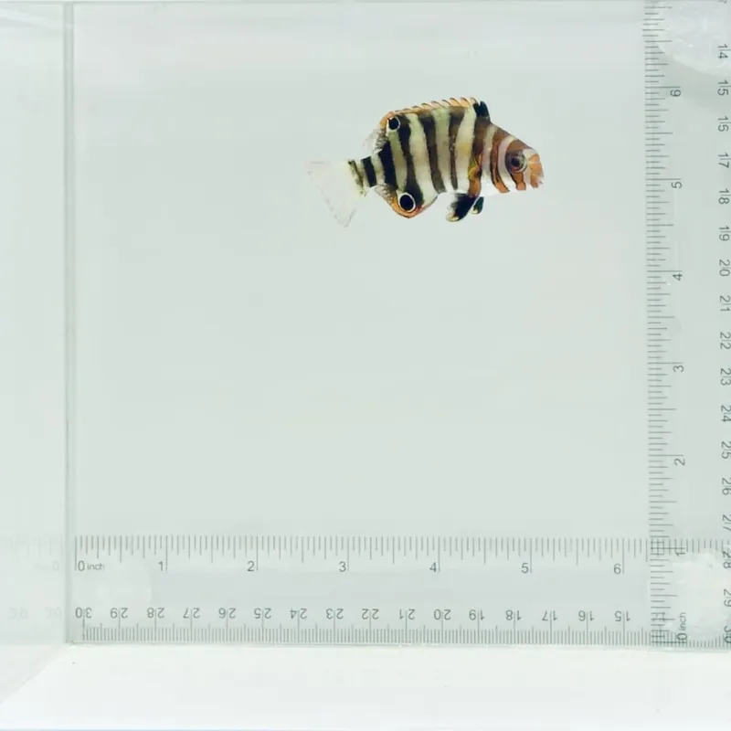Captive-Bred Harlequin Tusk