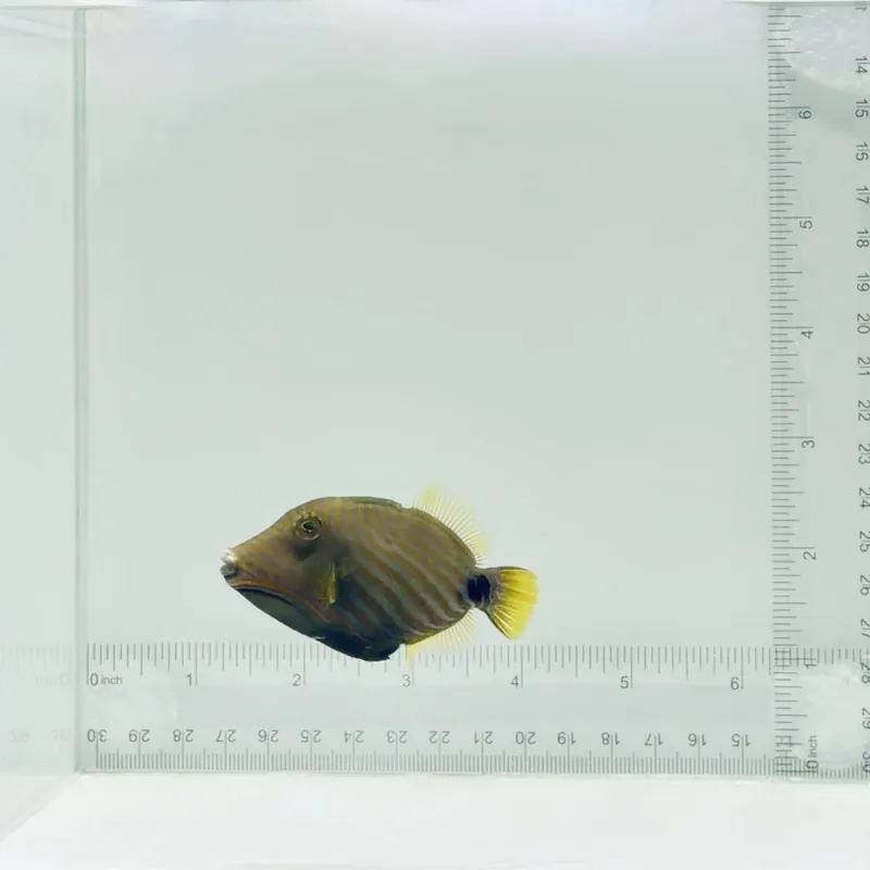 Undulate Triggerfish - TSA Fish