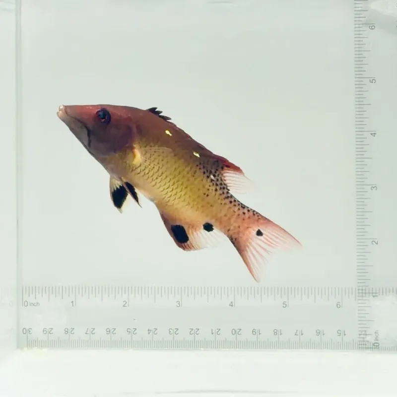 Red Diana Hogfish - TSA Fish