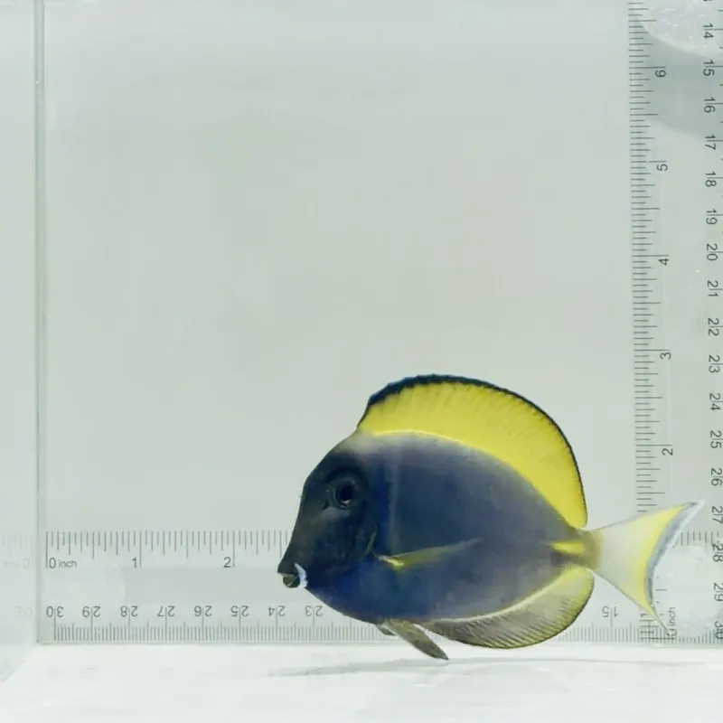 Hybrid Powder Blue Tang - TSA Fish