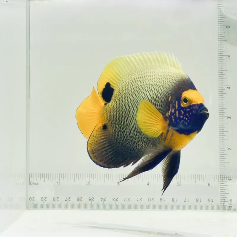 Blue Face Angelfish - TSA Fish