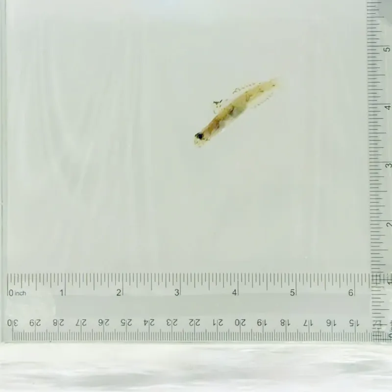 Monster Shrimp Goby - TSA Fish