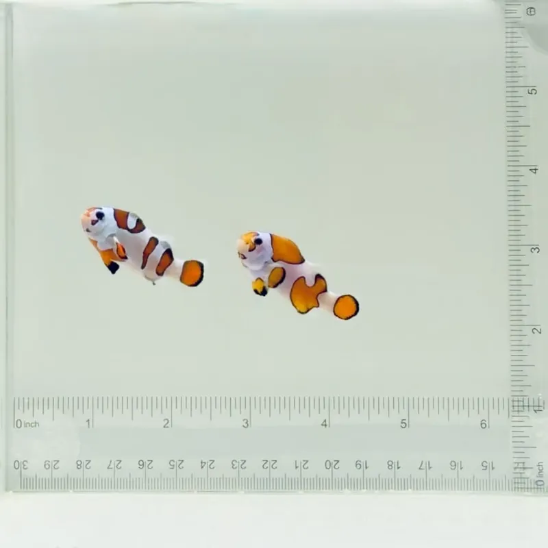 Orange Storm Clownfish Pair - TSA Fish
