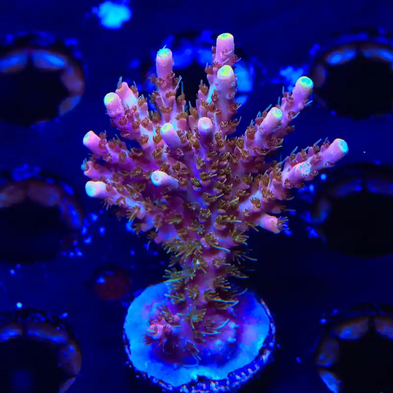 CC Voodoo Majick Acropora XL Frag Coral - TSA Coral