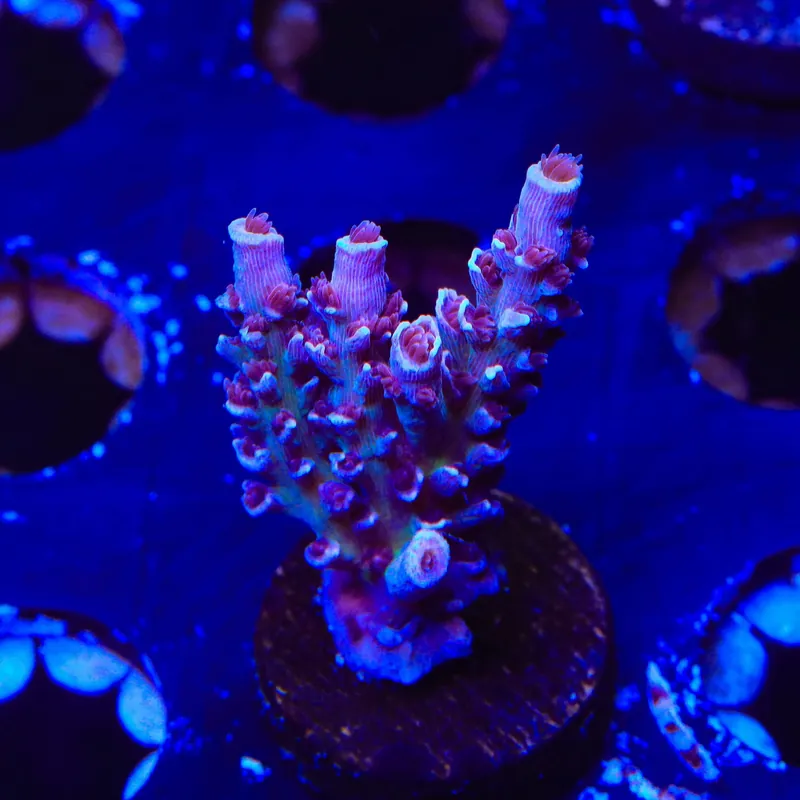 TSA Sin City Tenuis Acropora XL Frag Coral - TSA Coral