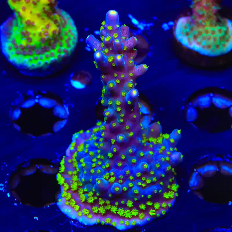 TSA Sour Patch Acropora XL Frag Coral - TSA Coral