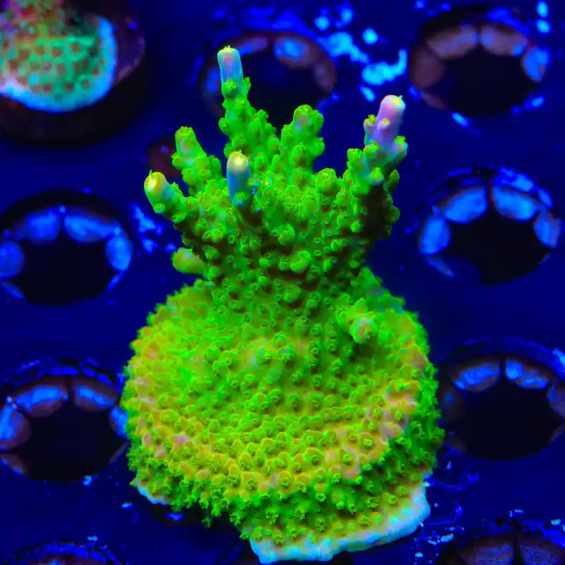 RR Rainbow Loom Acropora XL Frag Coral - TSA Coral
