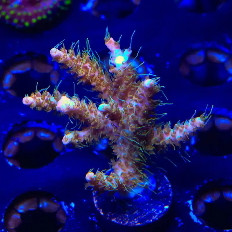 CC Voodoo Majick Acropora XL Frag Coral - TSA Coral