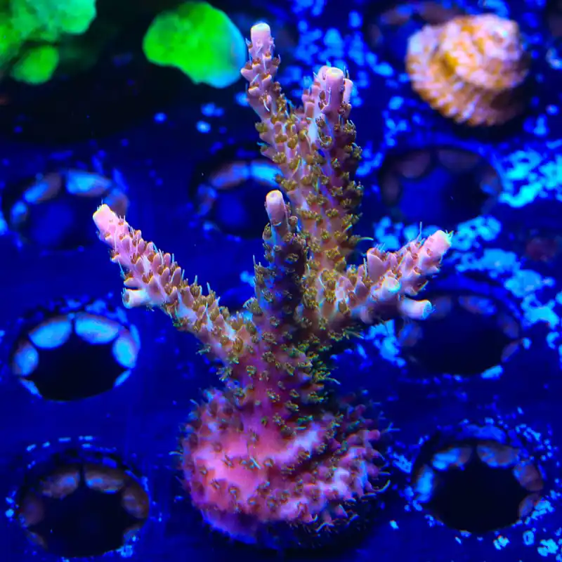 CC Voodoo Majick Acropora XL Frag Coral - TSA Coral