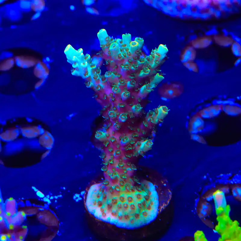 TSA Dan Aykroyd Acropora XL Frag Coral - TSA Coral