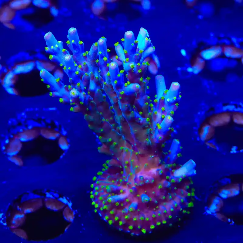 Garf Bonsai Acropora XL Frag Coral - TSA Coral