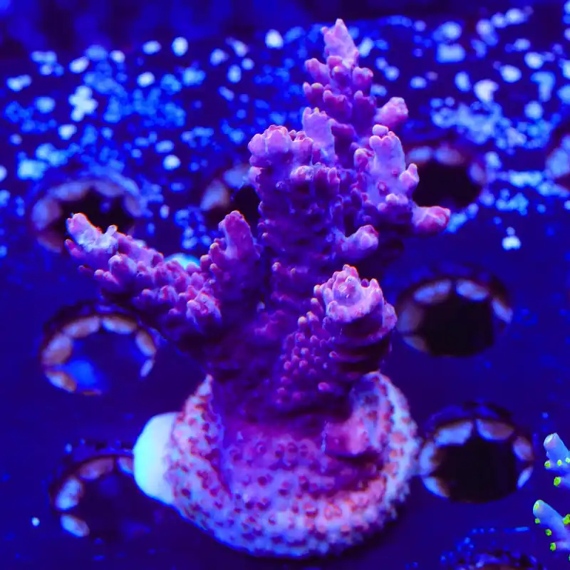 TSA Bottle Rocket Acropora XL Frag Coral - TSA Coral