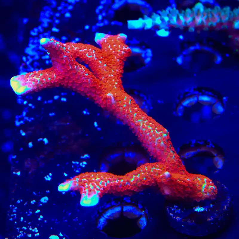 Forest Fire Digitata Montipora XL Frag Coral - TSA Coral