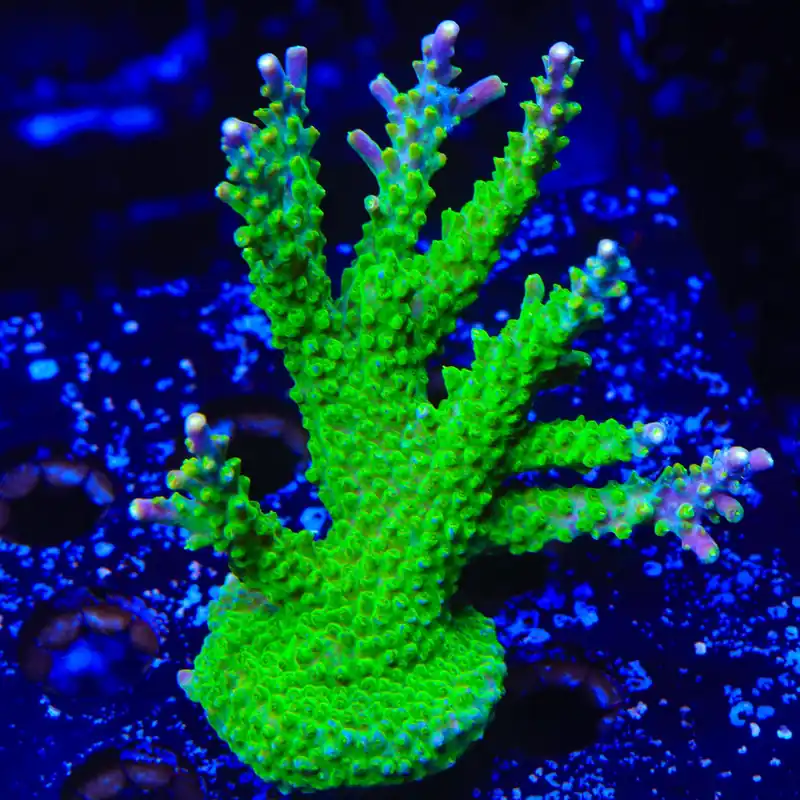 RR Rainbow Loom Acropora Colony Coral - TSA Coral