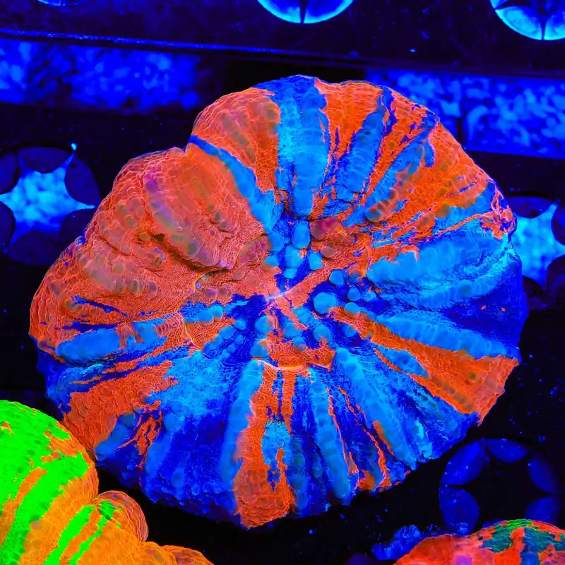 Warpaint Scolymia Coral - TSA Coral