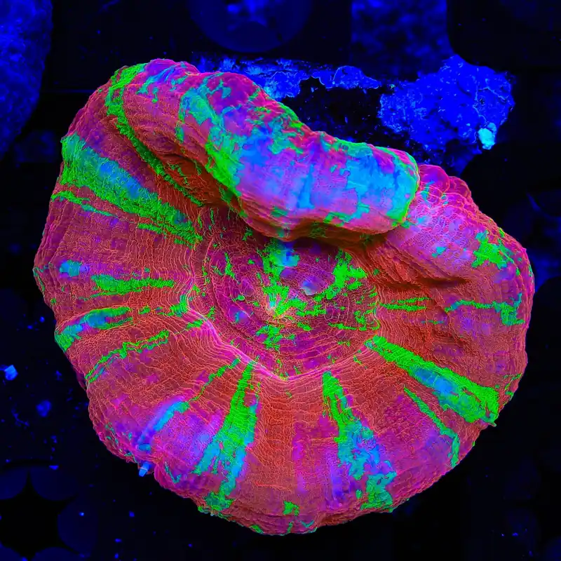 Bleeding Apple Scolymia Coral - TSA Coral