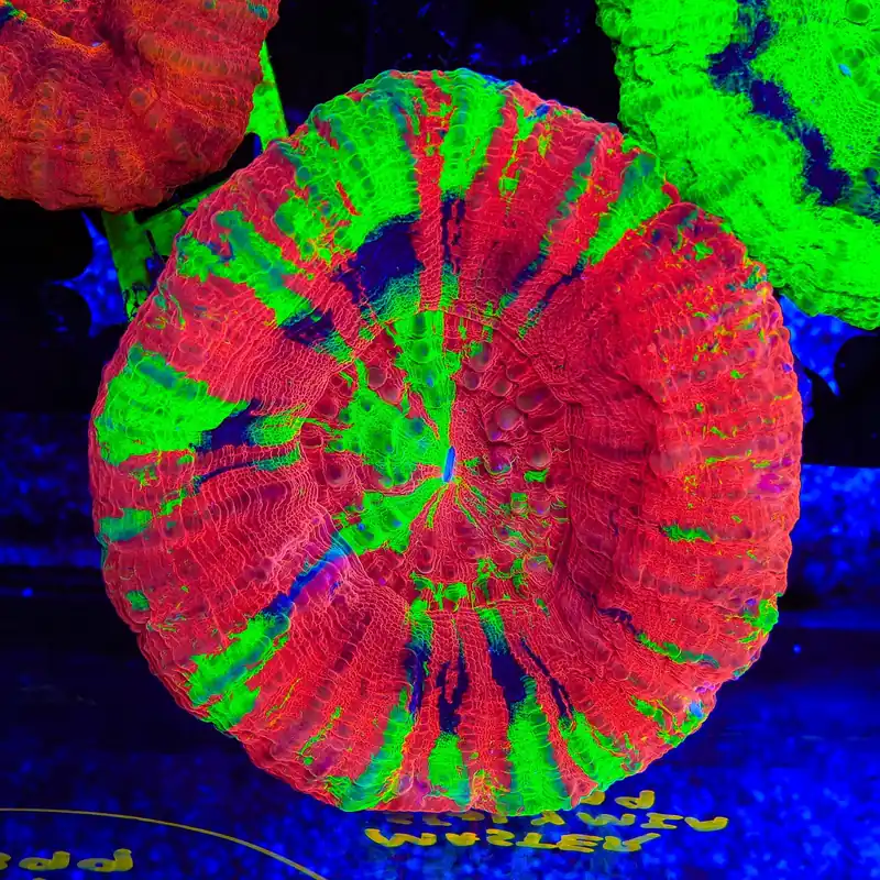 Master Scolymia Coral - TSA Coral