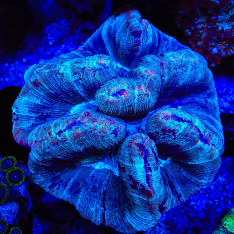 Ultra Trachyphyllia Coral - TSA Coral